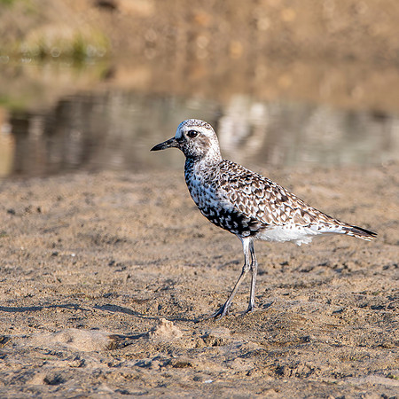 Black bellied plover