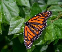 Monarch