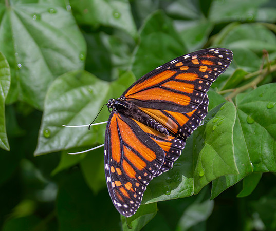 Monarch
