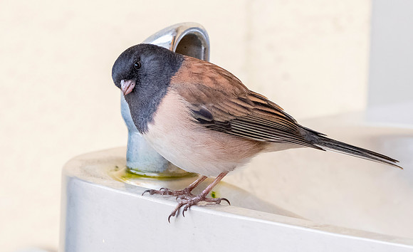 Dark eyed junco