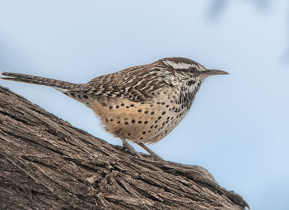 Cactus wren