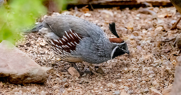 Gambel's Quail