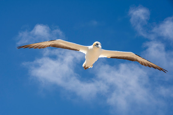 Southern, Australasian Gannet
