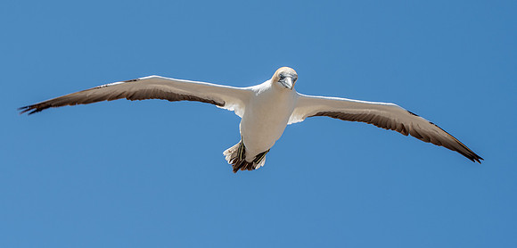 Southern, Australasian Gannet