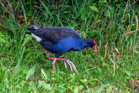 Australasian swamphen