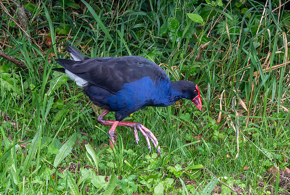 Australasian swamphen
