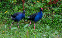 Australasian swamphen