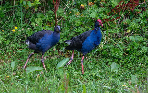 Australasian swamphen