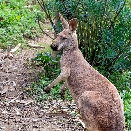 Red kangaroo