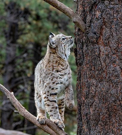 Bobcat