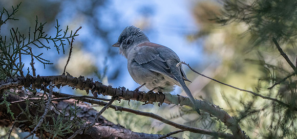 Red-backed Dark eyed junco