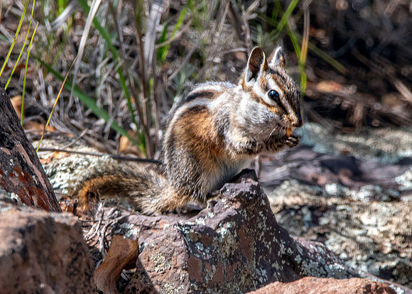 Grey collared chipmunk
