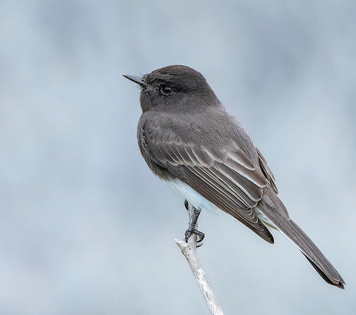 Black Phoebe flycatcher