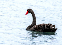 Black swan