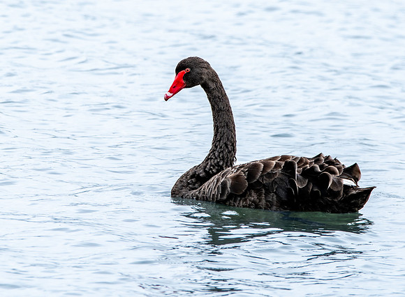 Black swan