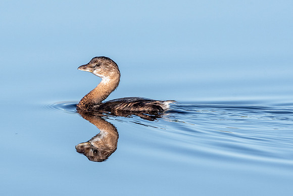 Pied billed grebe