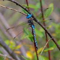 Blue-eyed darner