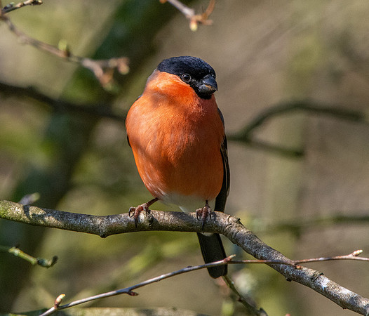 Bullfinch, male