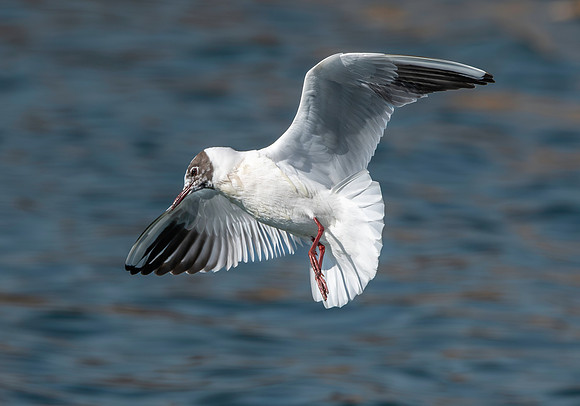 Black headed gull