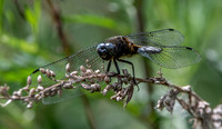 Scarce chaser