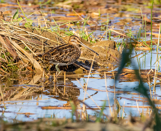 Common snipe
