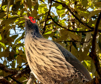 Kalij pheasant, male