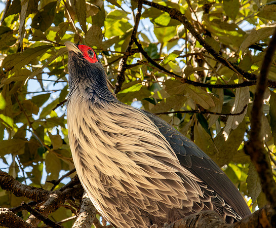 Kalij pheasant, male