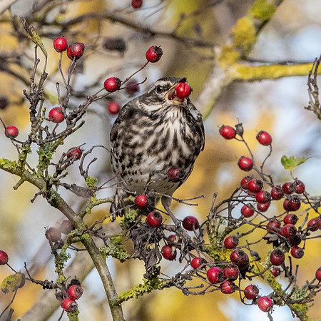 Redwing