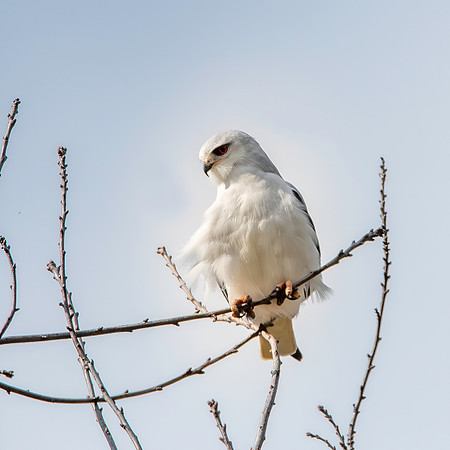 Black winged kite