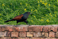 Greater coucal