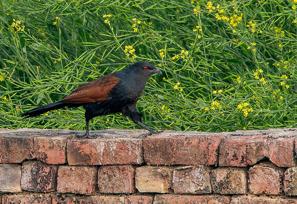 Greater coucal