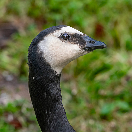 Barnacle goose