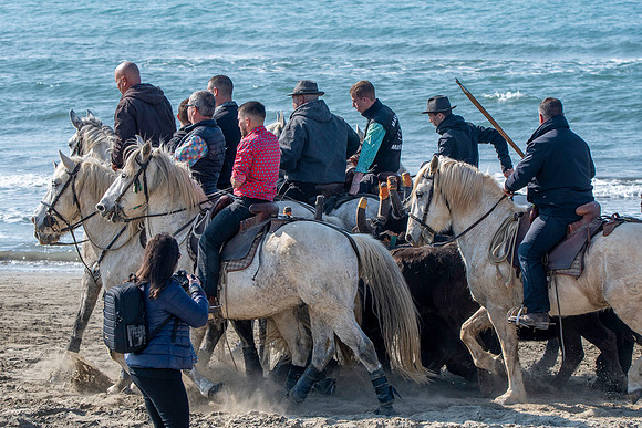 Camargue white horse