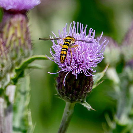 Long hoverfly