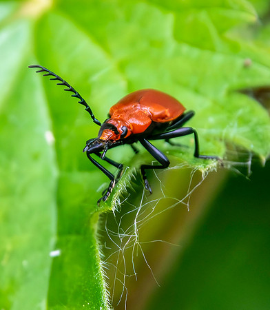 Red-headed cardinal beetle
