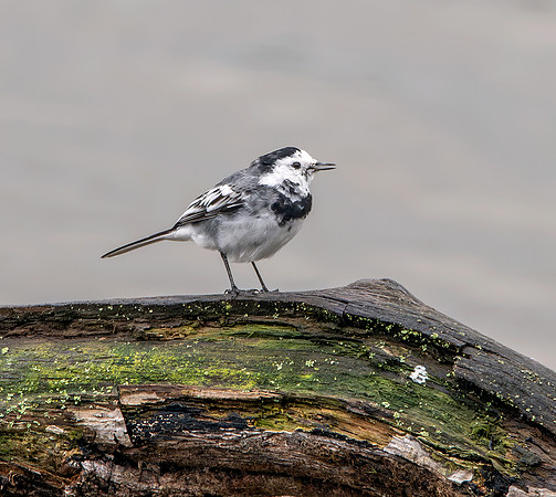 White wagtail