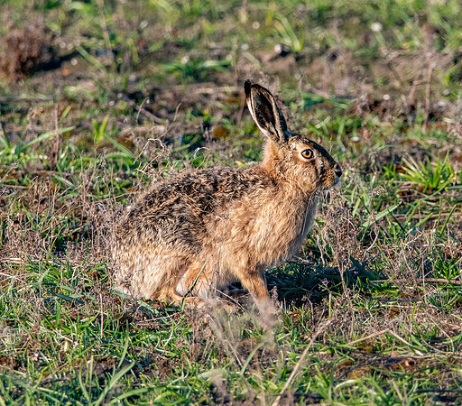 Brown hare