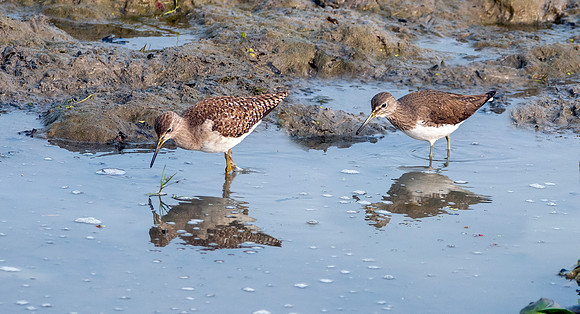 Wood sandpiper