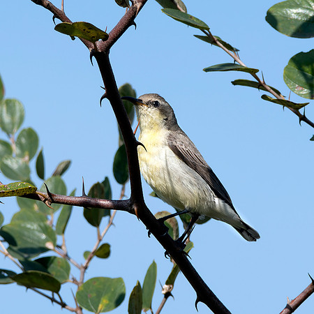 Female Purple sunbird