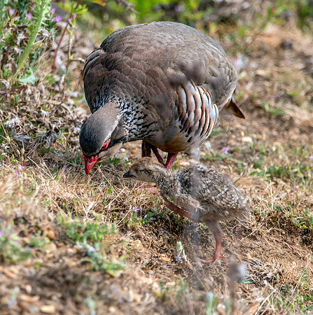 Red legged partridge