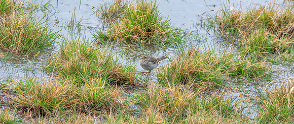 Water pipit