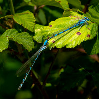 Common bluet damselfly