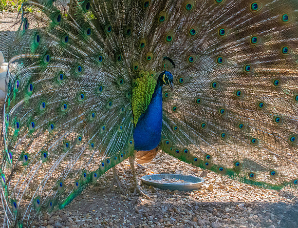 Peacock displaying