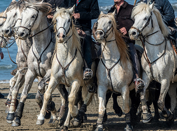 Camargue white horse