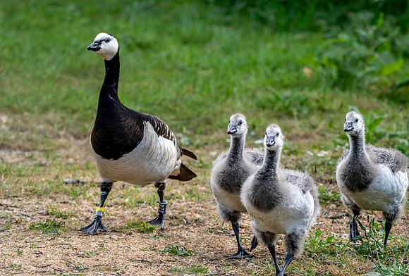 Barnacle goose