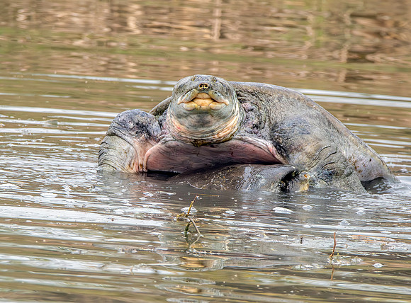 Indian softshell turtle