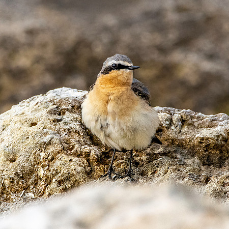 Northern Wheatear