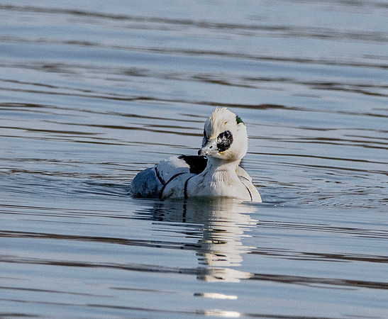 Smew, male