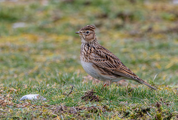 Skylark