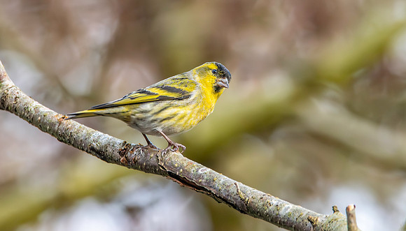 Eurasian siskin